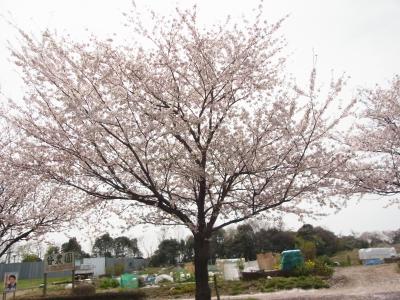 番外編　そろそろ今年最後の桜かも??  