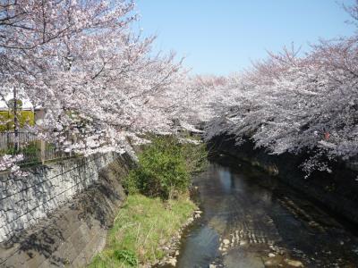 ２０１２恩田川の桜