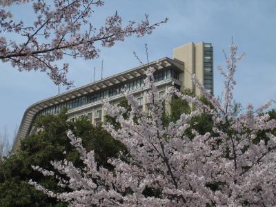 小田原ヒルトンで桜花見…行ってきました。