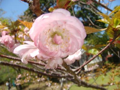 二度咲き桜～咲きました！