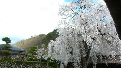信州須坂の酒蔵祭りは桜満開