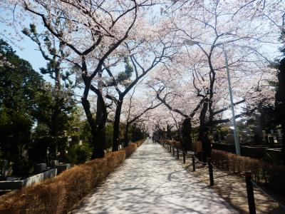 東京２０１２桜　【６】青山霊園