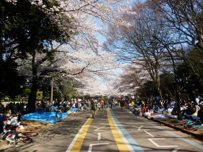 東京２０１２桜　【７】駒沢オリンピック公園