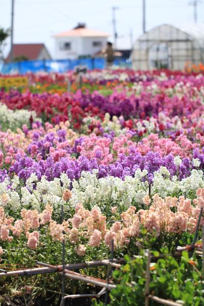 南房総/館山ぐるり旅【15】～花の香りと潮風に包まれた～白間津の花畑