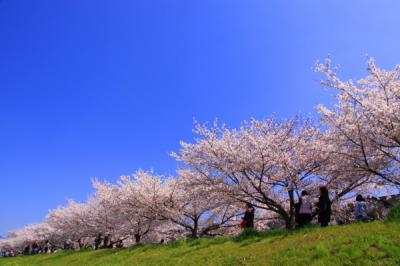 草加 - 綾瀬川さくらまつり