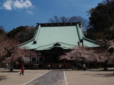 鎌倉光明寺－2012年春