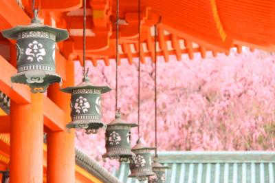 京都 - お花見ツアー