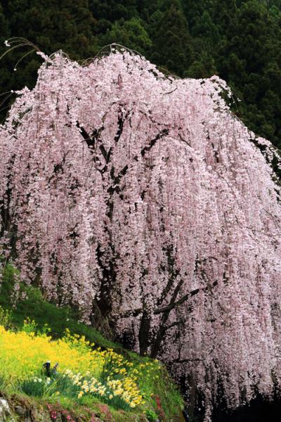 川井峠のしだれ桜