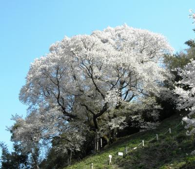 樹齢５００年　奥迫川の大山桜