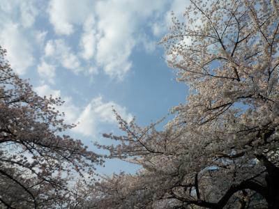 桜　好きっ！　～千鳥ヶ淵（2012.04.09）
