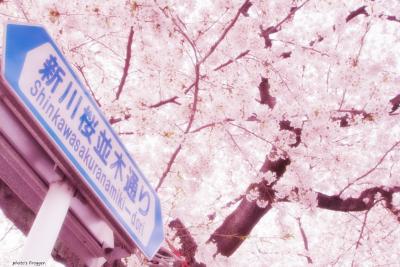 新川の桜並木＆宇都宮城址公園　2012。