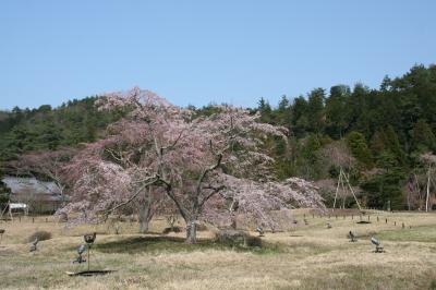 2012年京都桜散策?