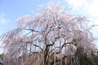 春爛漫の福井　桜が咲いた足羽河原と足羽山