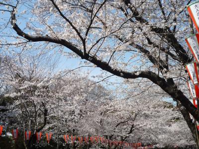 桜　好きっ！　～上野　（2012.04.06）