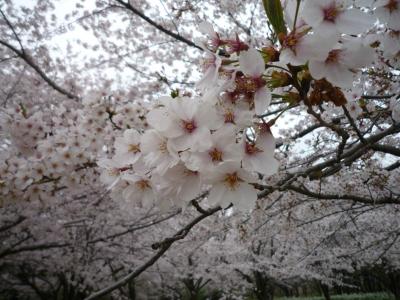 桜　好きっ！　～青葉の森公園(千葉市)（2012.04.11）