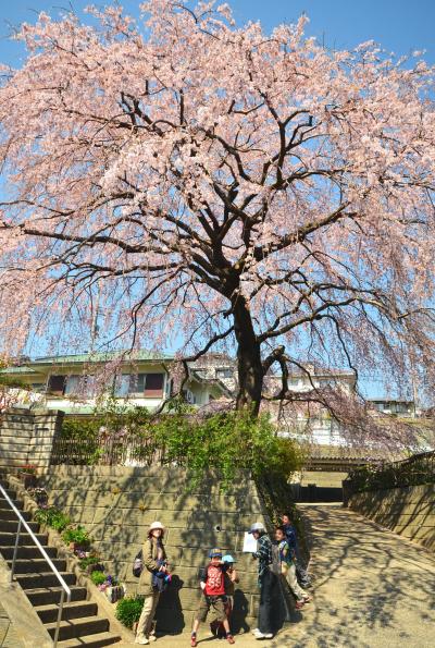 町田・成瀬で桜を見てきました