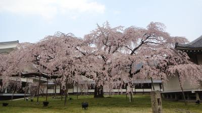 2012年　4月　春の京都-世界遺産　醍醐寺で豊臣秀吉が贅を尽くした「醍醐の花見」を想う