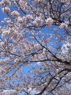 万博で桜咲く　桜祭りからガンバ初勝利まで