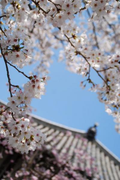 ひとりお花見部　奈良で 2012年度 三回めのお花見①　帯解寺～奈良県庁篇