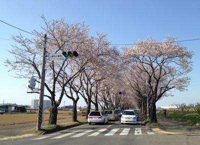 瀬谷 海軍道路の桜