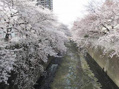 都電荒川線と面影橋の桜