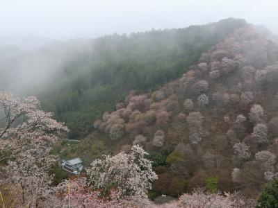 幻想的な吉野山の桜