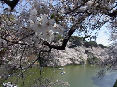 千鳥ヶ淵から市ヶ谷、飯田橋までのお花見散歩