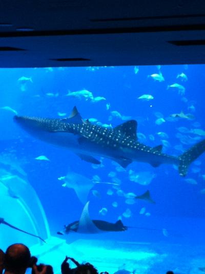 暖を求めて春の沖縄へ　２日目