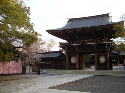 寒川神社の桜