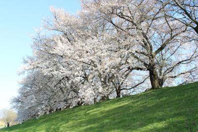 淀川河川公園背割堤でお花見