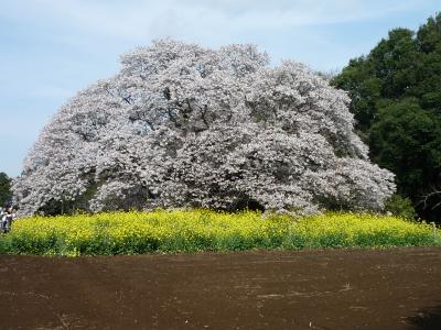 桜　好きっ！　～吉高の大桜　（2012.04.15）