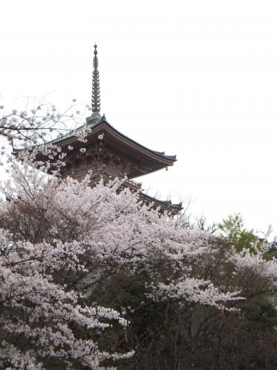 清水寺　女一人桜見物