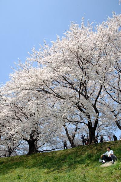 ②八幡桜祭り便り～満開は家族で淡泊に観賞♪・後編