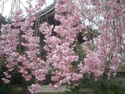 今年も愛でる養源院の枝垂桜