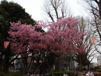 上野公園－2012年春