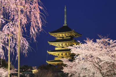 東寺のさくら