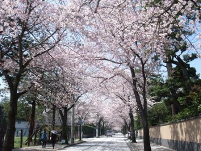 ＜日帰り一人旅・前編＞　パワー充電　箱根のち城下町･小田原散策（桜風景）