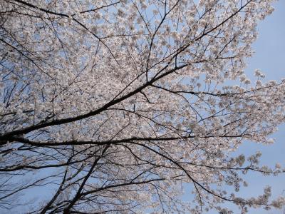 清水公園でお花見