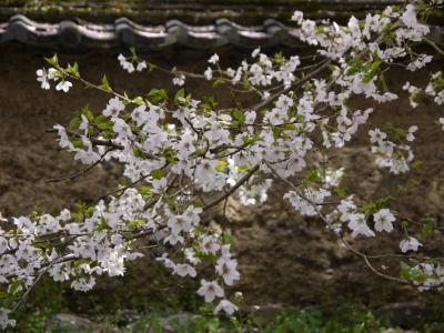 秀吉の　花見に遅れ　醍醐寺