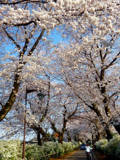 2012/04/09 近場でお花見～松戸の東漸寺と本土寺へ♪