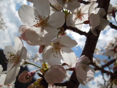 ●○●　２０１２　桜サクラ　伊豆高原　東克　○●○