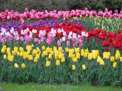 花盛りの昭和記念公園