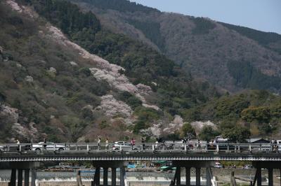 京都の桜　2012　嵐山と東山　祇園で車の暴走事故の痕を見る