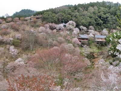 奈良県吉野　岐阜バスツアーにて、桜花繚乱「一目千本」　（4月15日 花曇り）