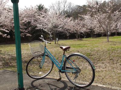 近所の桜たち★空色の自転車に乗って（ちょっとくすんでるけど）★