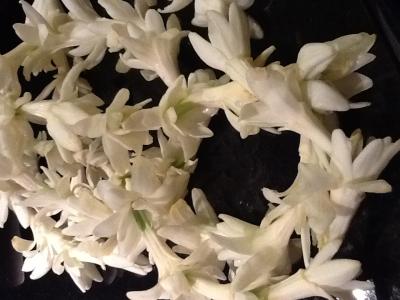 ふたたびのアウラニ