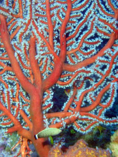 ソンクラーンとシミランダイビング!