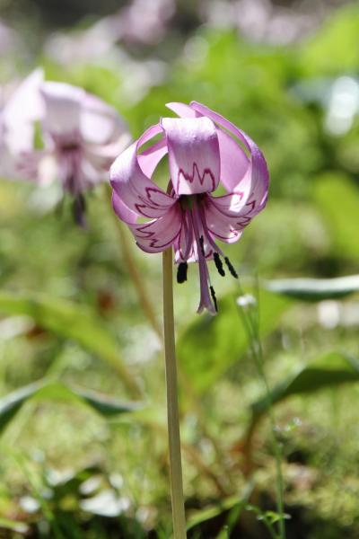 Solitary Journey ［1026］ 薄紫色の華麗な花‘カタクリの花’＜ショートトリップ・春のお花観賞♪ドライブ日記④♪＞広島県安芸高田市