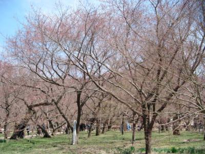 咲いていない桜にがっかりの高遠城址公園