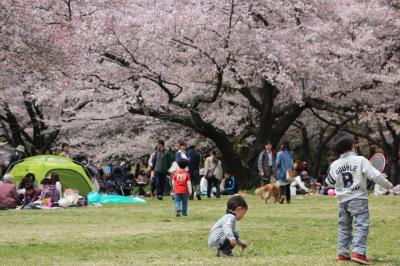チューリップと桜の昭和記念公園ファン倶楽部ミニオフ会（1）まだまだ花見頃で無料入園日ともなると……！